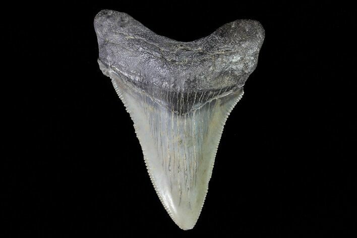Serrated, Angustidens Tooth - Megalodon Ancestor #74278